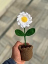 Daisy Potted Desk Flower